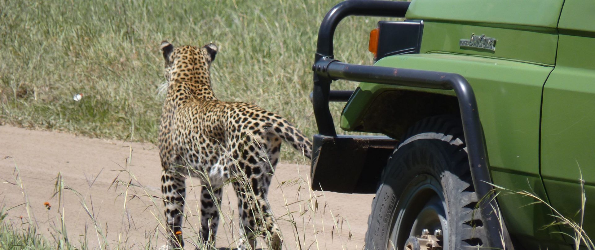 Leopard by jeep in Serengeti