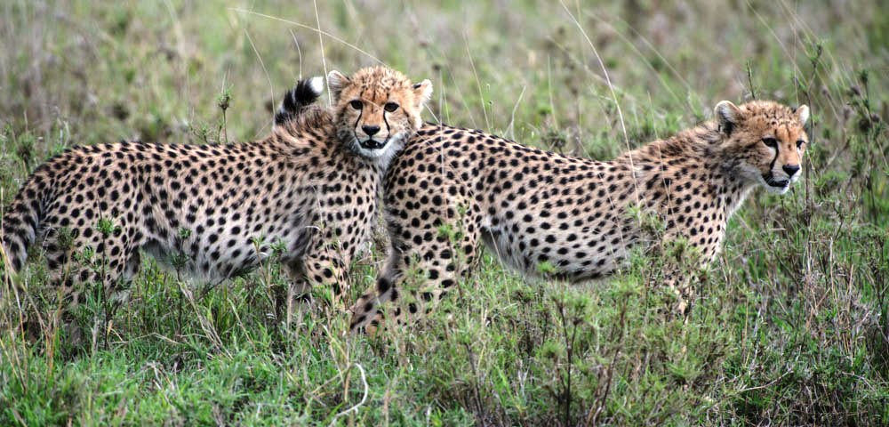 Tanzania Big Five safari cheetahs