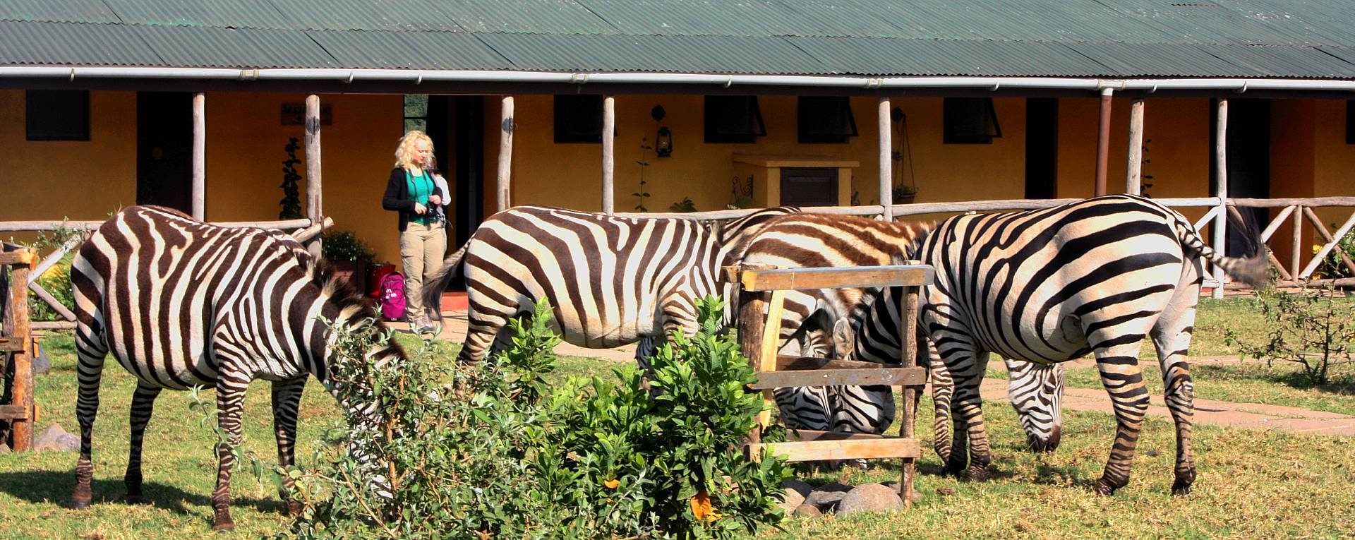 Ngorongoro Rhino Lodge Zebras