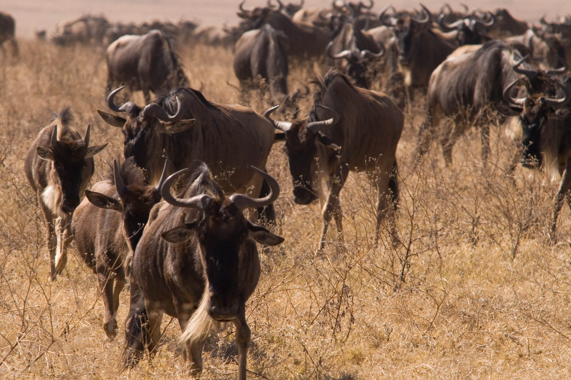 Serengeti wildebeests