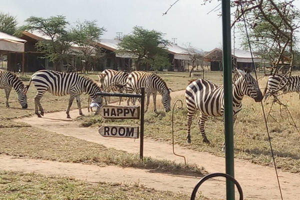 Zebras Tanzania Bush Camp