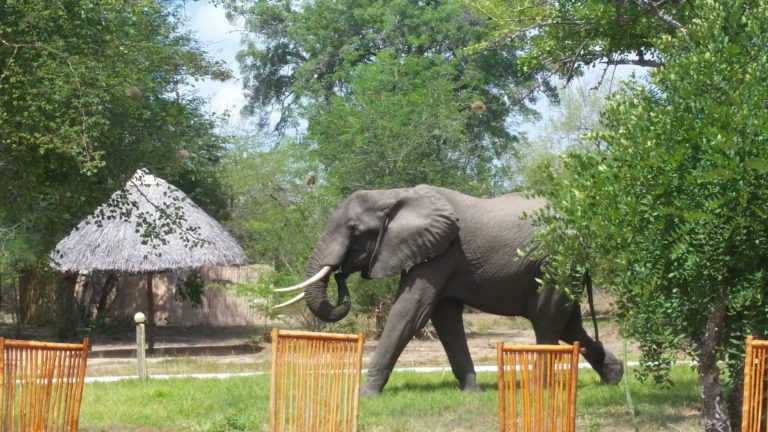 Elephant at Africa Safari Camp Selous