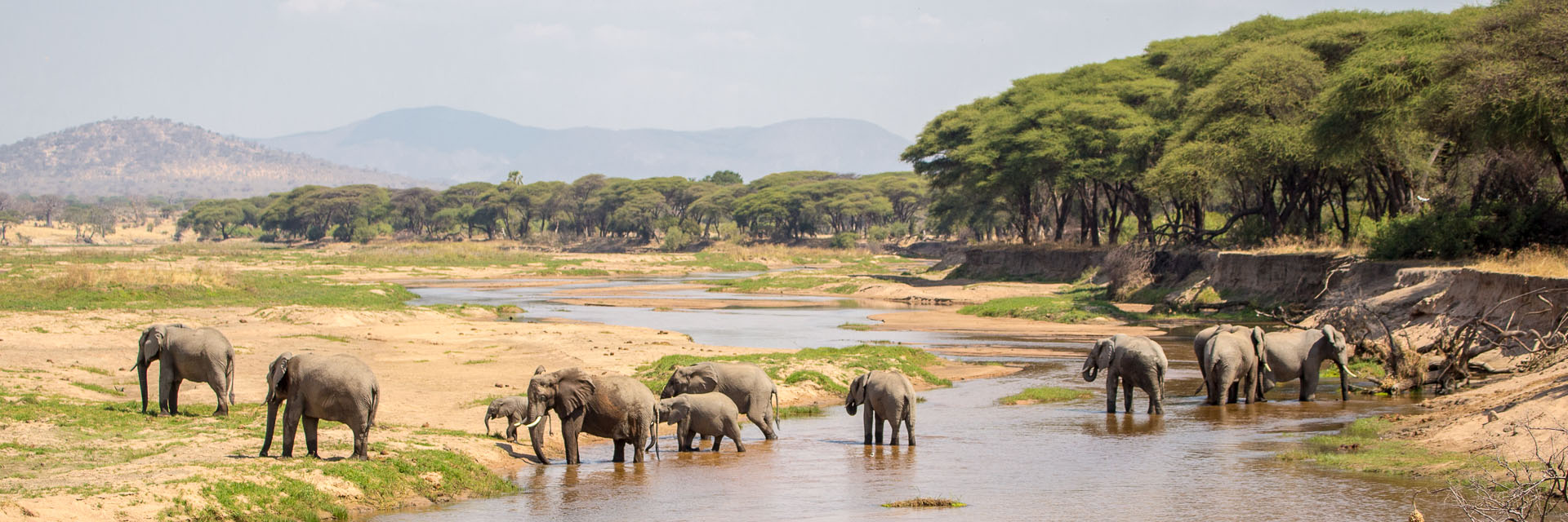 Elephants in Ruaha