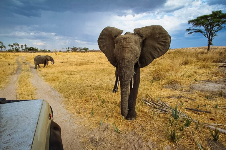 Elephants Ruaha