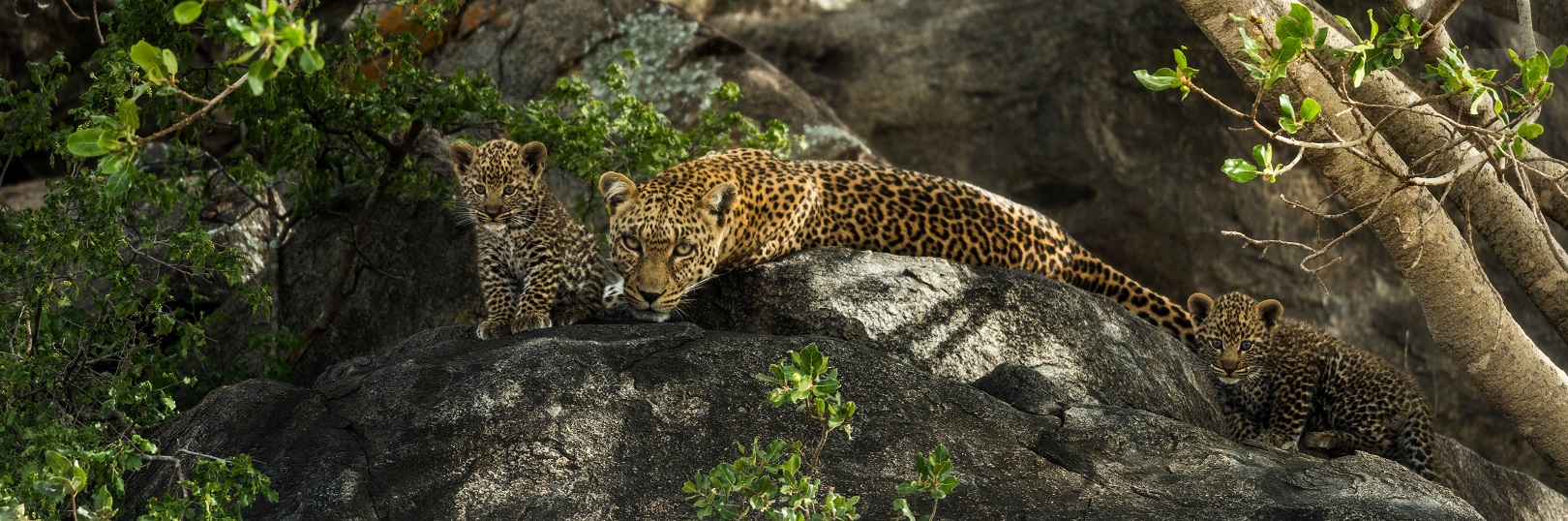 Leoprad and her cubs resting on rocks, Serengeti, Tanzania, Africa